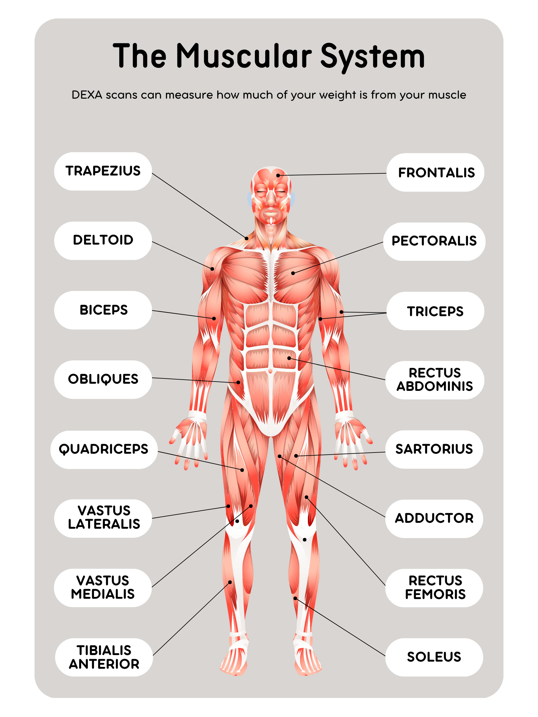 Muscular system diagram showing major muscles measured in a DEXA scan, including quadriceps, biceps, and abdominals