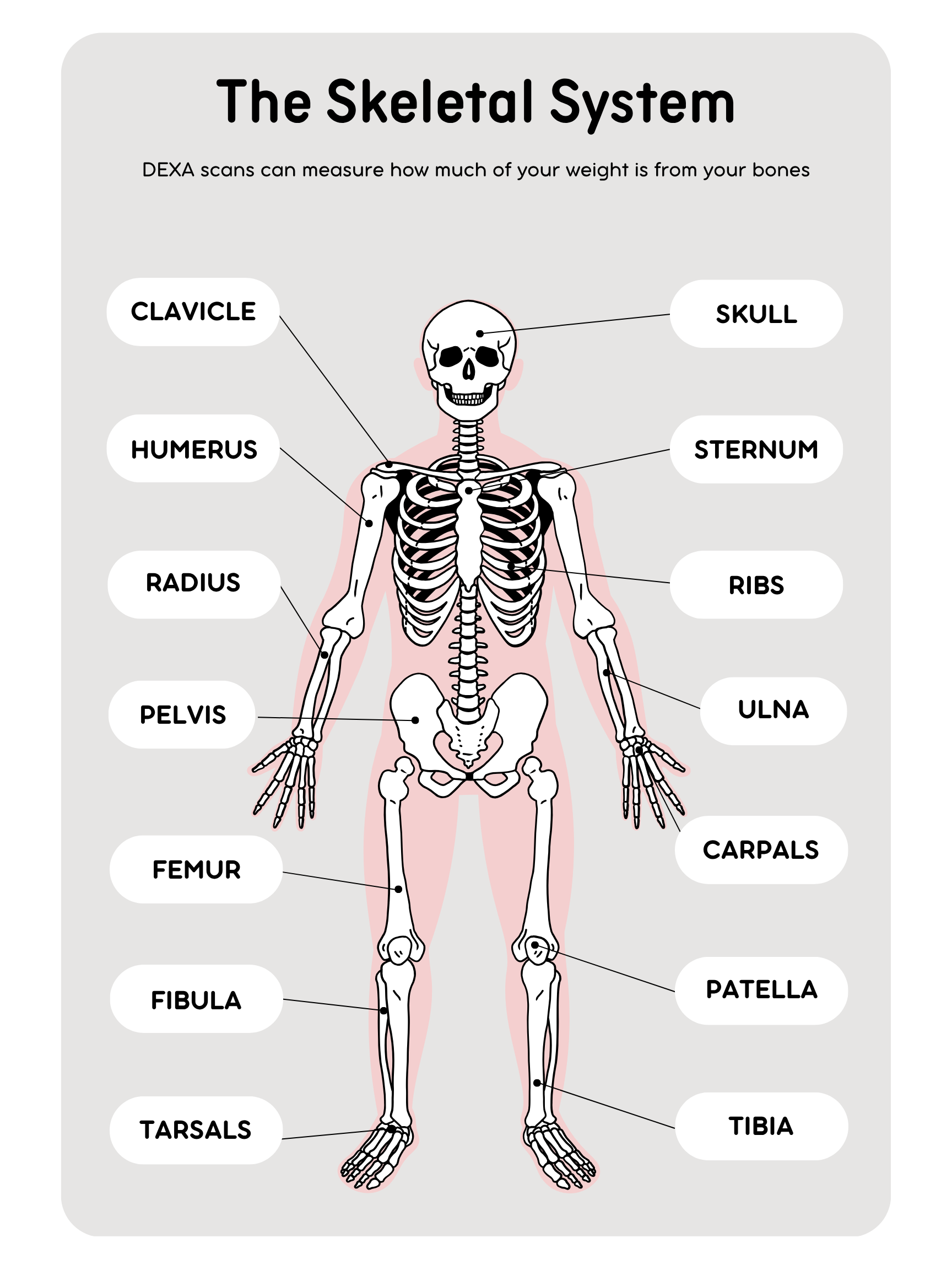 Skeletal system diagram showing bones measured in a DEXA scan, including femur, pelvis, and spine