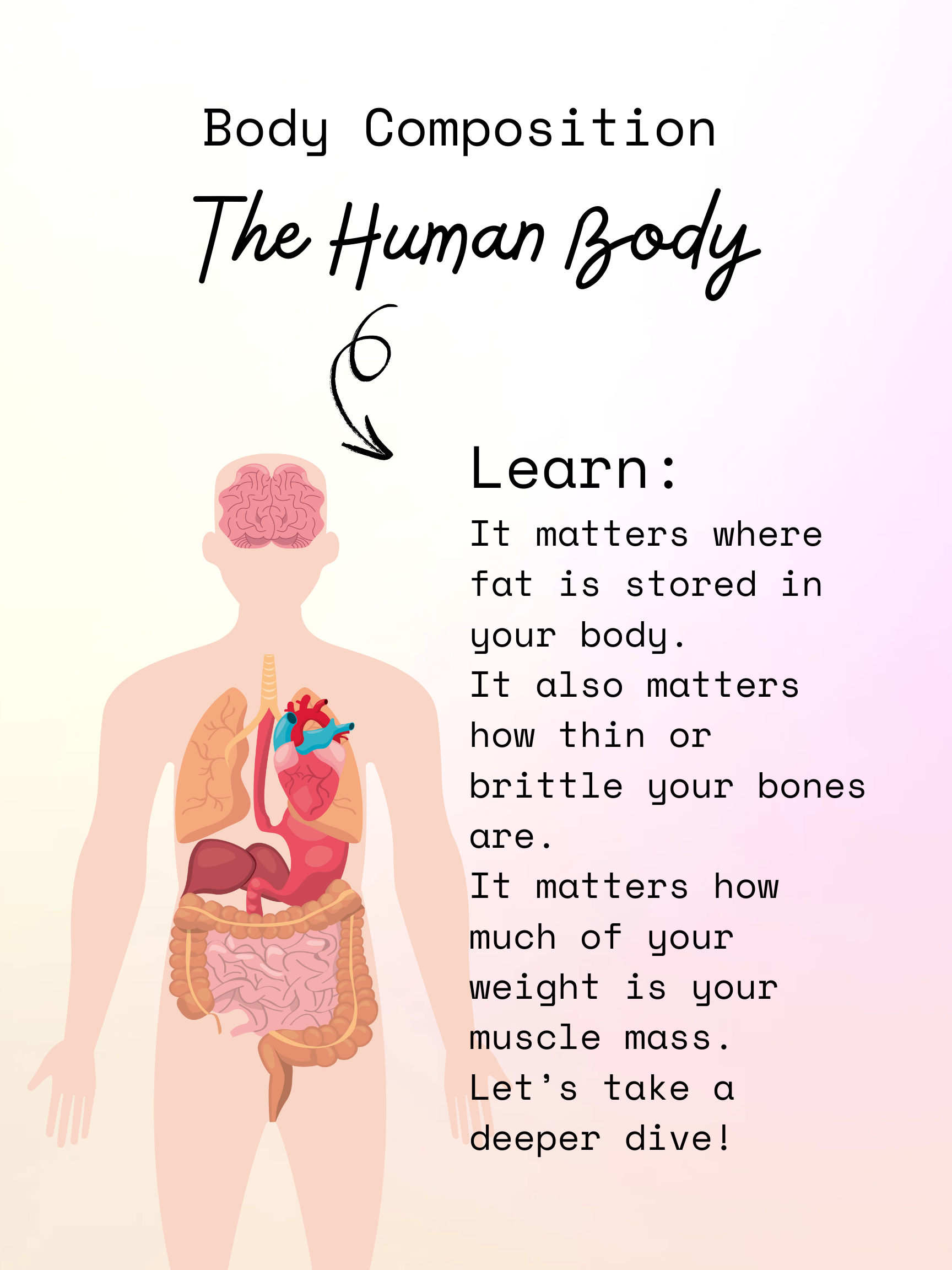 Human body composition illustration explaining fat distribution, bone density, and muscle mass measured by DEXA scans